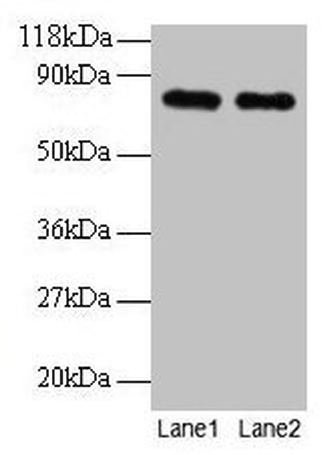 Transferrin Antibody in Western Blot (WB)