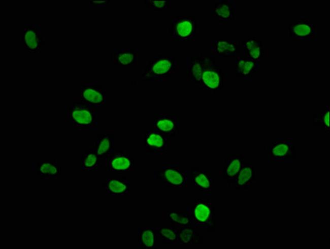 Histone H1.4 Antibody in Immunocytochemistry (ICC/IF)