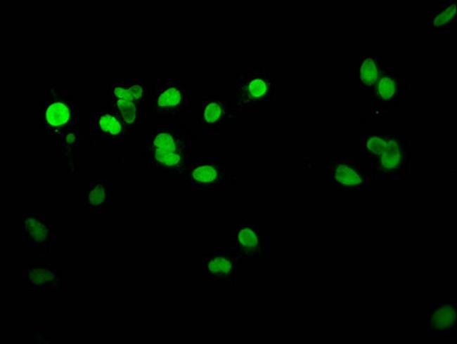 Histone H1.4 Antibody in Immunocytochemistry (ICC/IF)