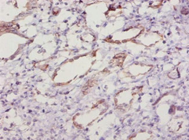 SOD1 Antibody in Immunohistochemistry (Paraffin) (IHC (P))