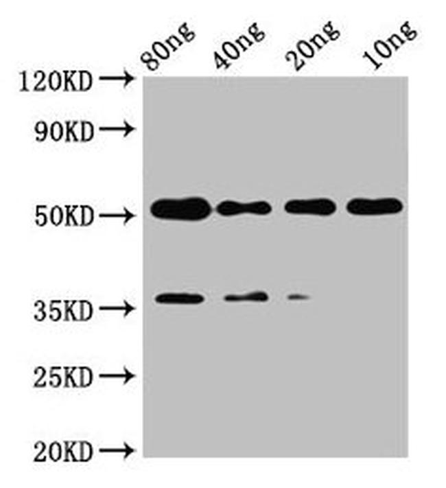 c-Met Antibody in Western Blot (WB)