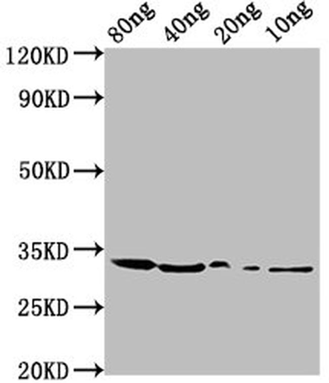 Streptomyces sp benC Antibody in Western Blot (WB)