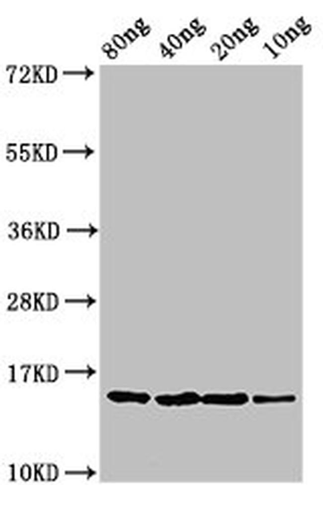 E. coli yebF Antibody in Western Blot (WB)