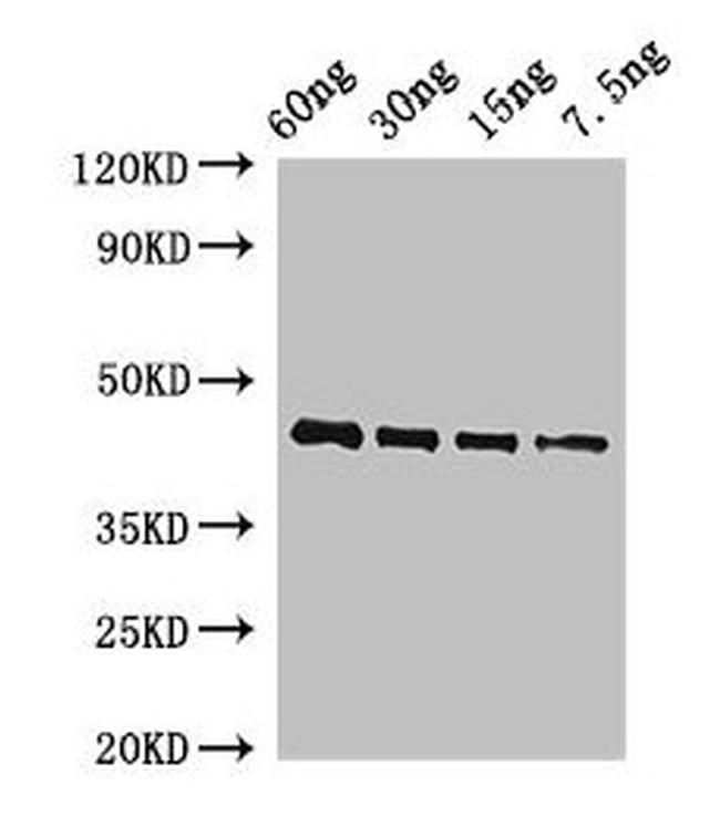 Arabidopsis thaliana OSM34 Antibody in Western Blot (WB)