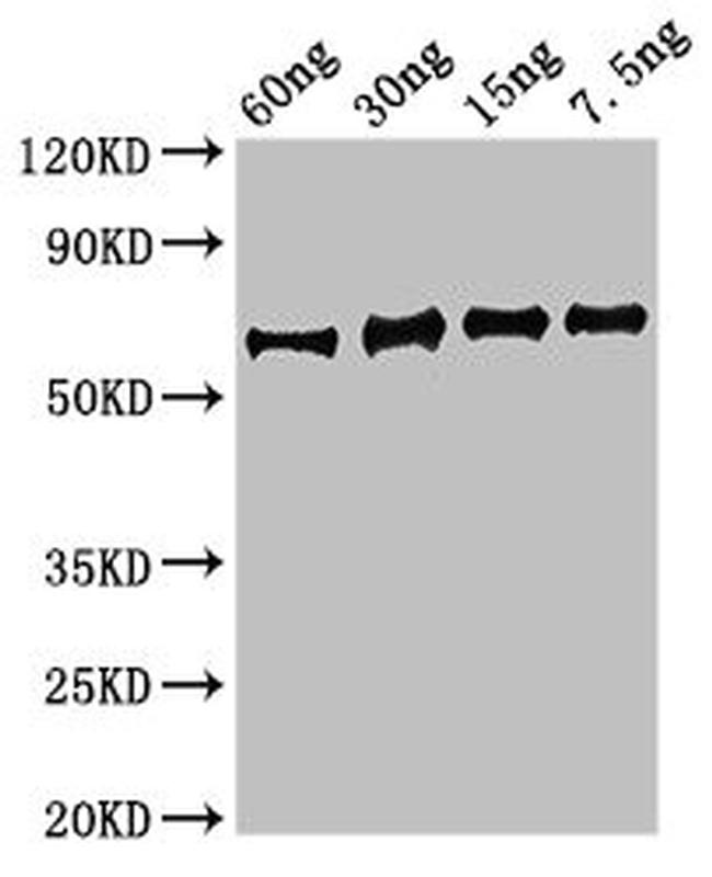 Staphylococcus aureus Enolase Antibody in Western Blot (WB)