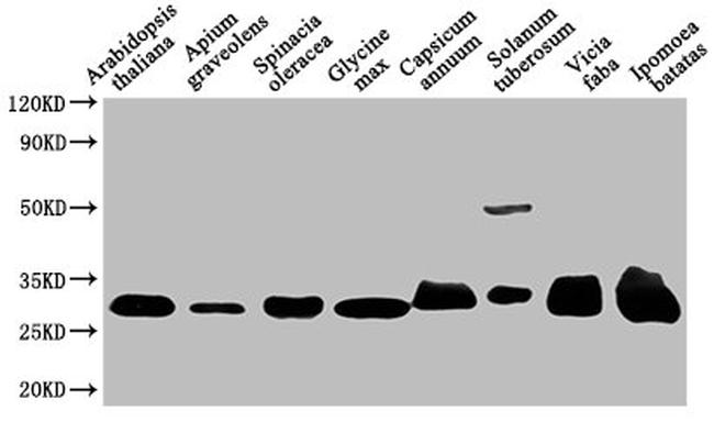 Arabidopsis thaliana VDAC Antibody in Western Blot (WB)