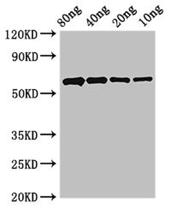 Arabidopsis thaliana PCNA Antibody in Western Blot (WB)