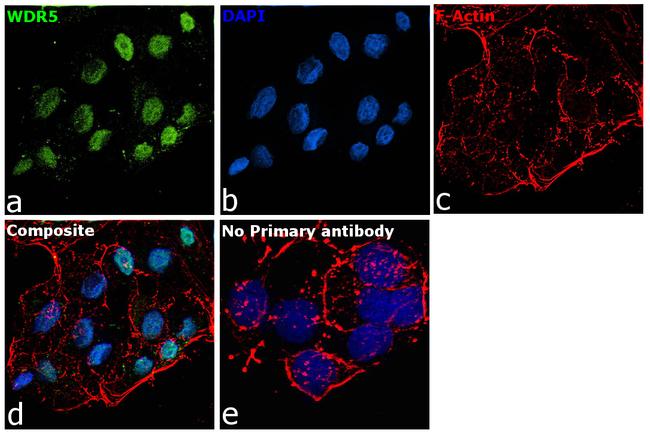 WDR5 Antibody in Immunocytochemistry (ICC/IF)