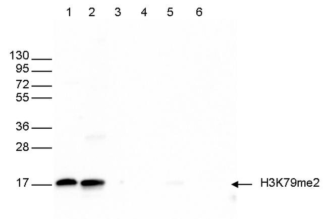 H3K79me2 Antibody in Western Blot (WB)