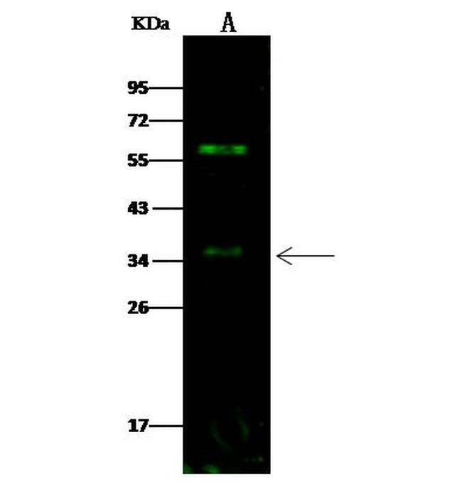 beta-3 Adrenergic Receptor Antibody in Western Blot (WB)