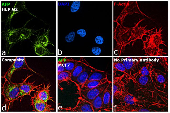 AFP Antibody in Immunocytochemistry (ICC/IF)