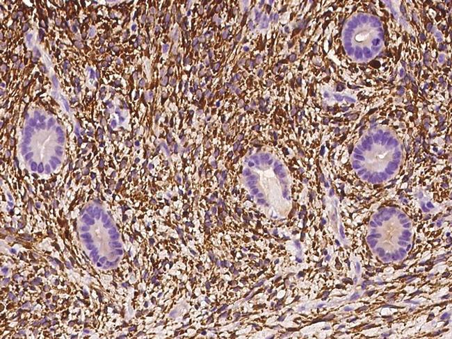 ALDH1A2 Antibody in Immunohistochemistry (Paraffin) (IHC (P))