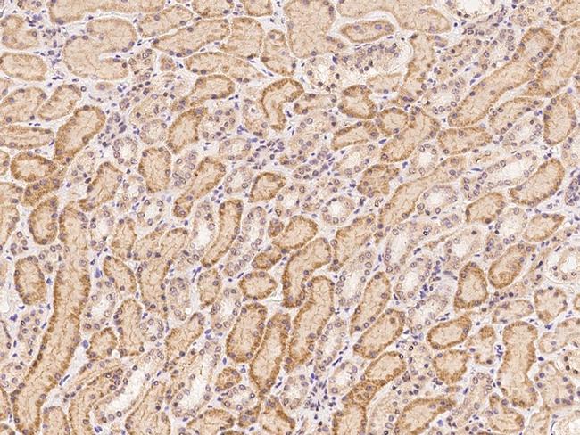 C20orf3 Antibody in Immunohistochemistry (Paraffin) (IHC (P))