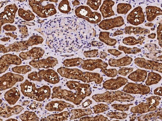 ASL Antibody in Immunohistochemistry (Paraffin) (IHC (P))