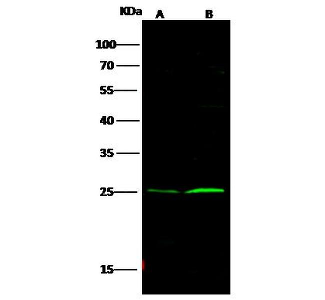 Bcl-2 Antibody in Western Blot (WB)