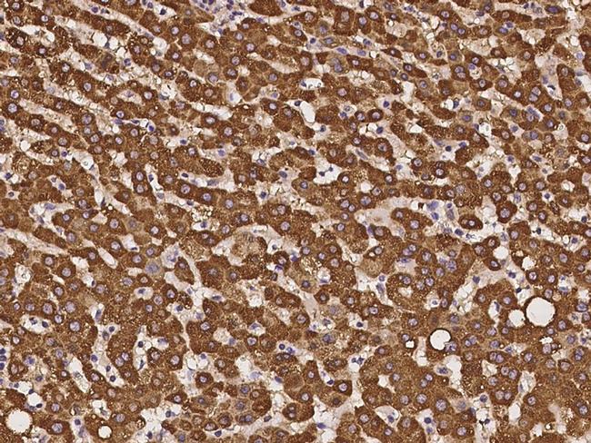 BEND3 Antibody in Immunohistochemistry (Paraffin) (IHC (P))