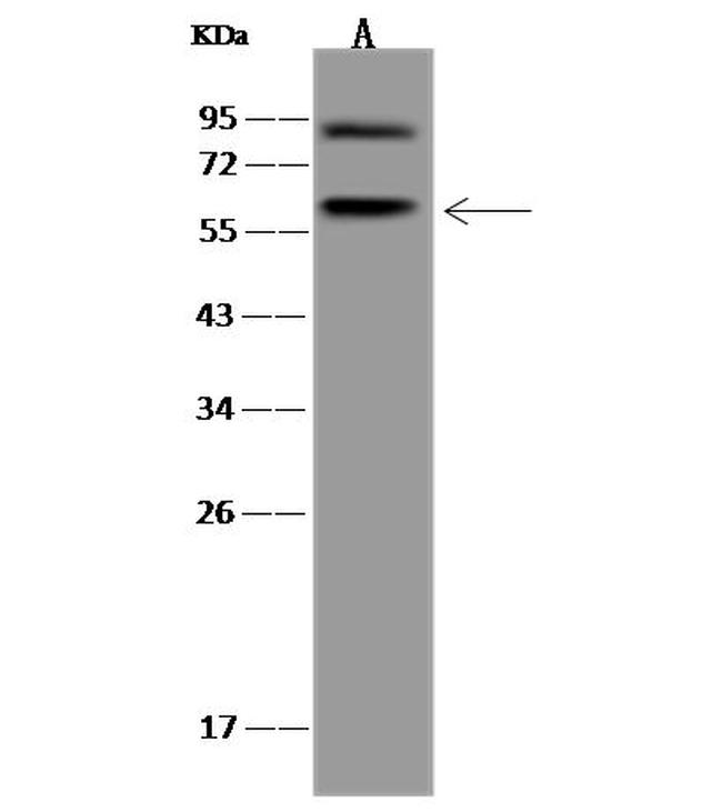 Cdc23 Antibody in Western Blot (WB)