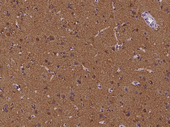 CEND1 Antibody in Immunohistochemistry (Paraffin) (IHC (P))