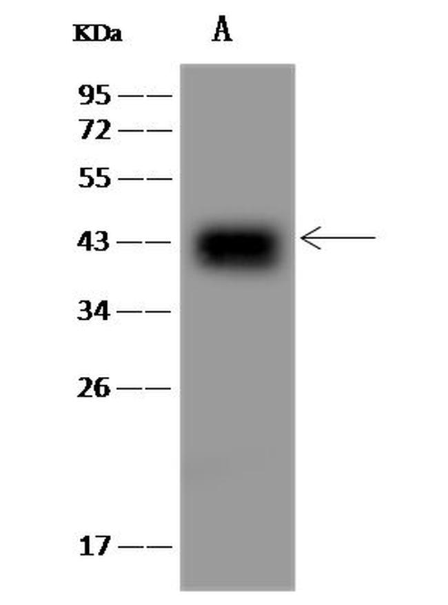 CKMT1A Antibody in Western Blot (WB)