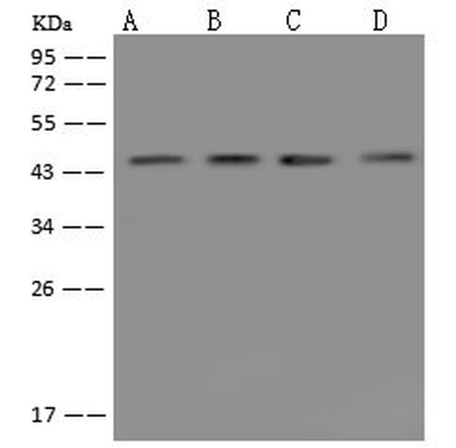 CKMT2 Antibody in Western Blot (WB)