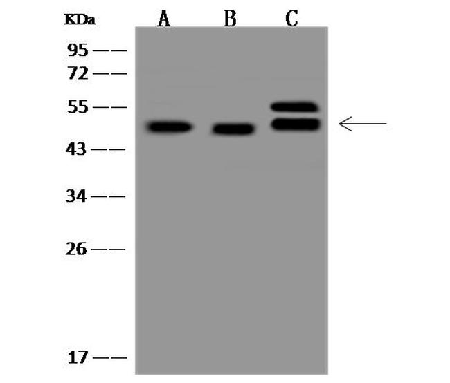 CMAS Antibody in Western Blot (WB)