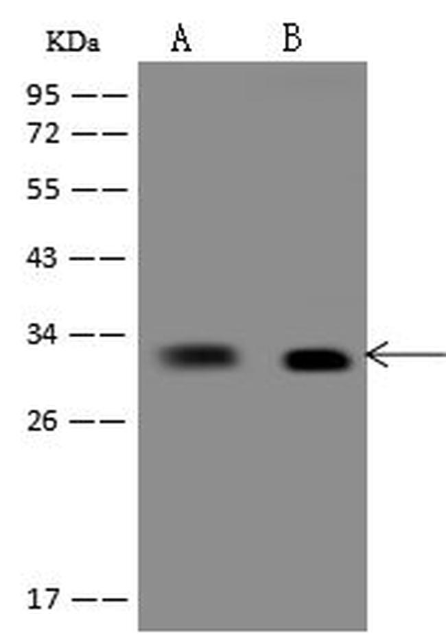 CNOT7 Antibody in Western Blot (WB)