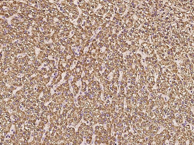 COX5A Antibody in Immunohistochemistry (Paraffin) (IHC (P))