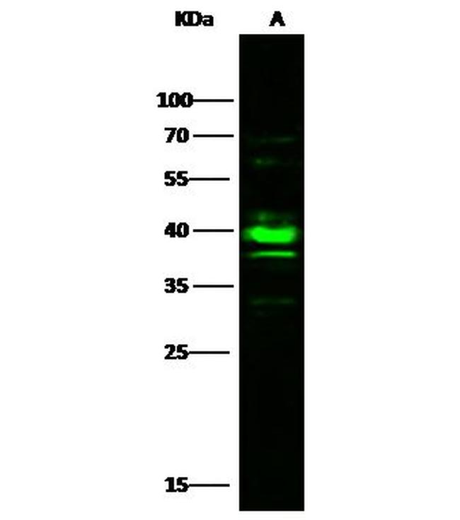 CK2 alpha-1 Antibody in Western Blot (WB)