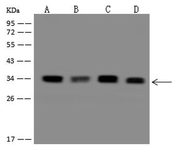 DEGS1 Antibody in Western Blot (WB)