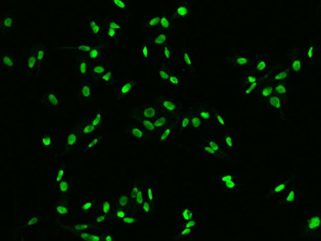 DR1 Antibody in Immunocytochemistry (ICC/IF)