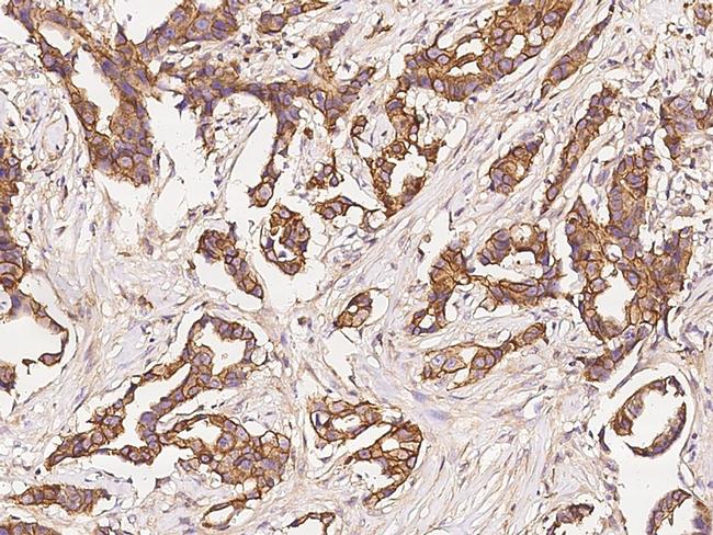 GAP43 Antibody in Immunohistochemistry (Paraffin) (IHC (P))