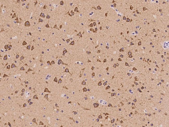 HCN1 Antibody in Immunohistochemistry (Paraffin) (IHC (P))