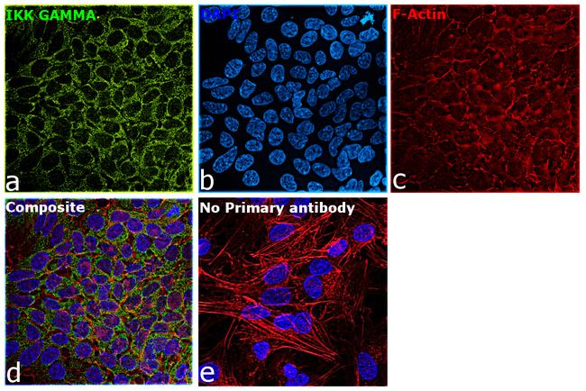 IKK gamma Antibody in Immunocytochemistry (ICC/IF)