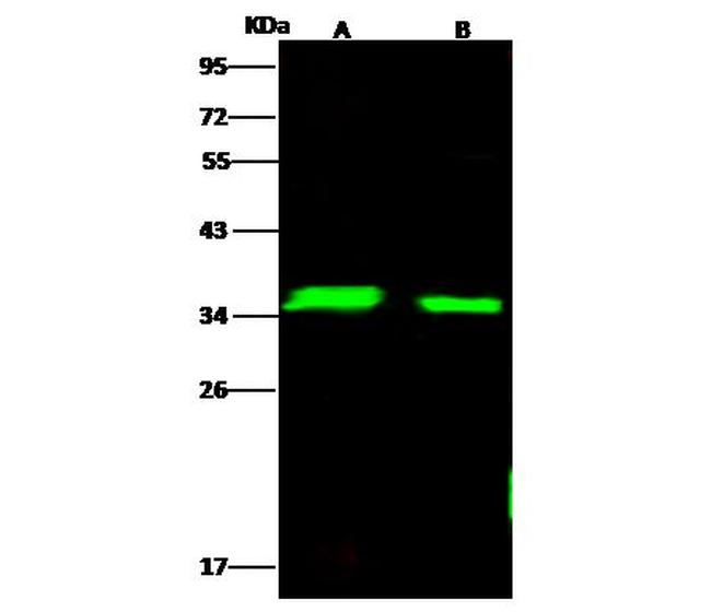 LDHA Antibody in Western Blot (WB)