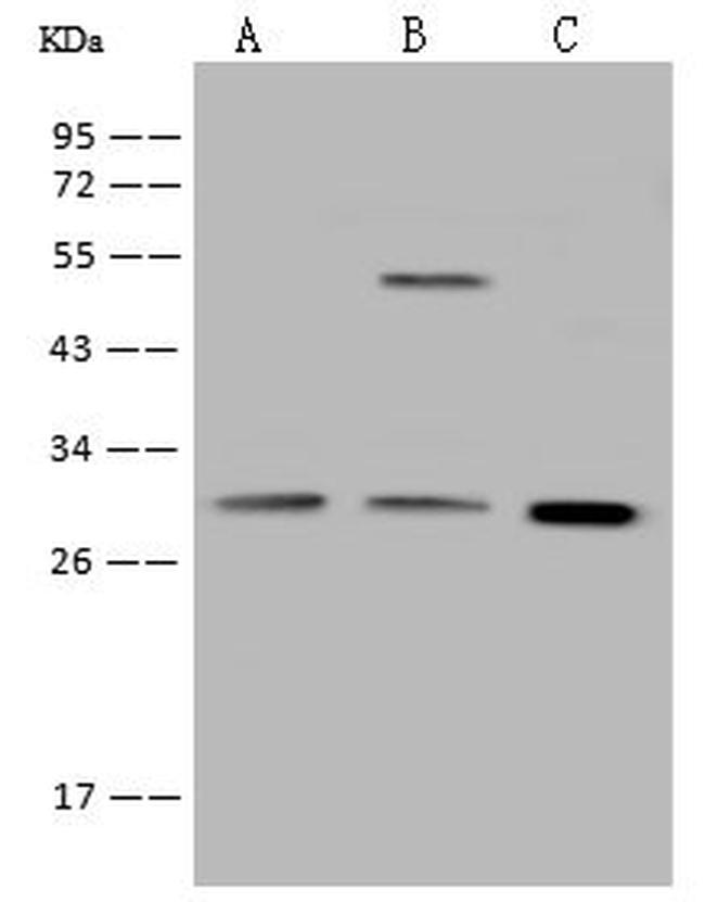 Galectin 3 Antibody in Western Blot (WB)