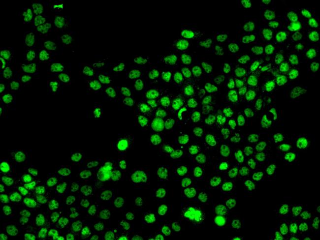 MNAT1 Antibody in Immunocytochemistry (ICC/IF)