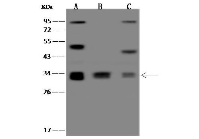 MRPL15 Antibody in Western Blot (WB)