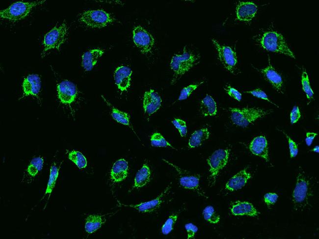 MRPS23 Antibody in Immunocytochemistry (ICC/IF)