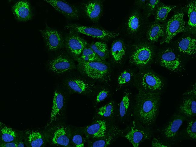 MRPS5 Antibody in Immunocytochemistry (ICC/IF)