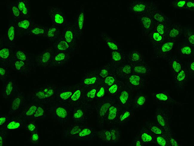 NASP Antibody in Immunocytochemistry (ICC/IF)