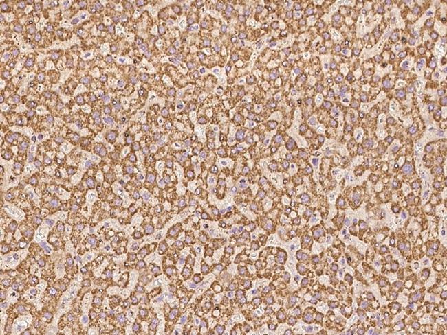 NDUFA5 Antibody in Immunohistochemistry (Paraffin) (IHC (P))