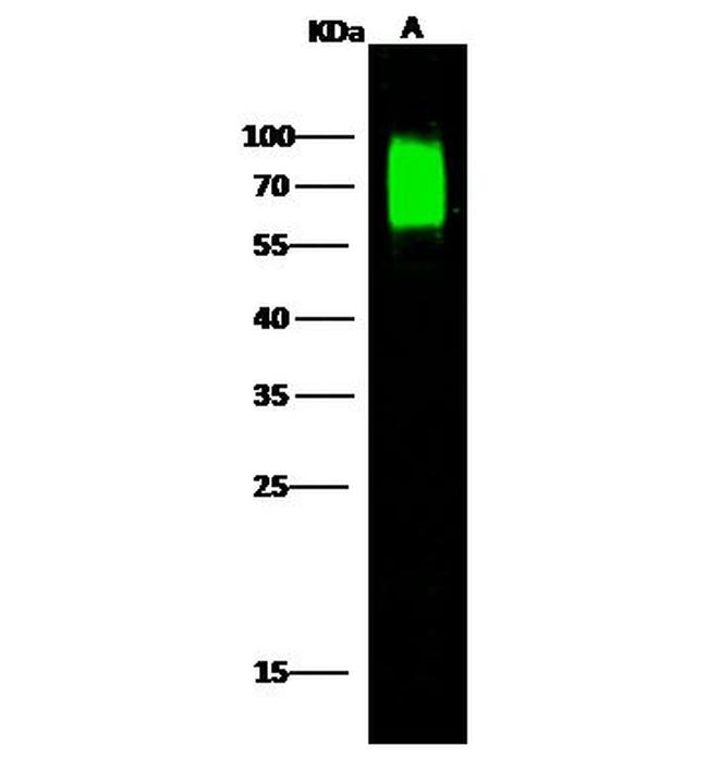 Nectin 2 Antibody in Western Blot (WB)