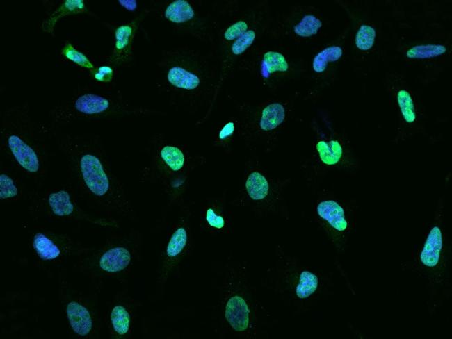 NPM1 Antibody in Immunocytochemistry (ICC/IF)