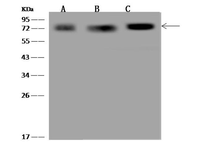 PGM2 Antibody in Western Blot (WB)