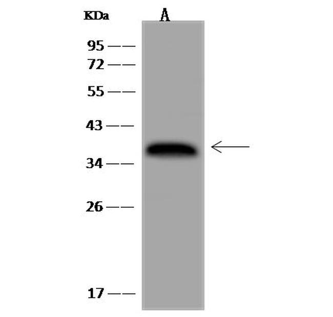 Pirin Antibody in Western Blot (WB)