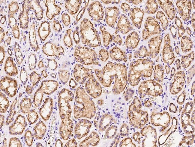 Cyclophilin 40 Antibody in Immunohistochemistry (Paraffin) (IHC (P))