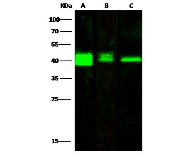 PRMT6 Antibody in Western Blot (WB)