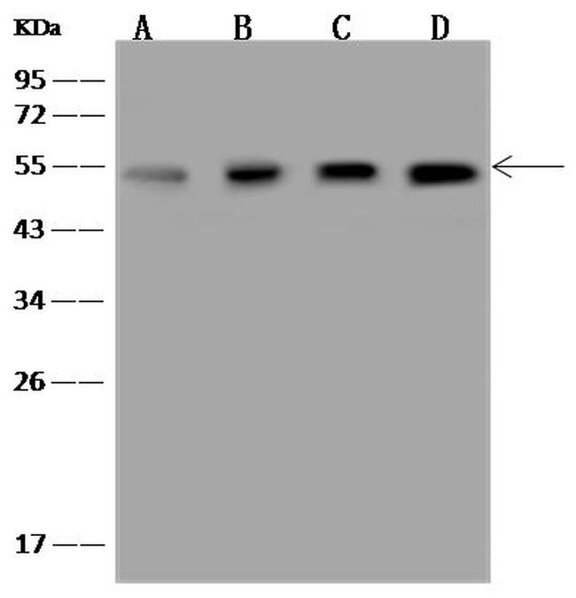 PSMC4 Antibody in Western Blot (WB)