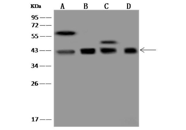 Bif1 Antibody in Western Blot (WB)