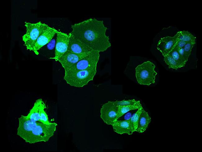 CD98 Antibody in Immunocytochemistry (ICC/IF)